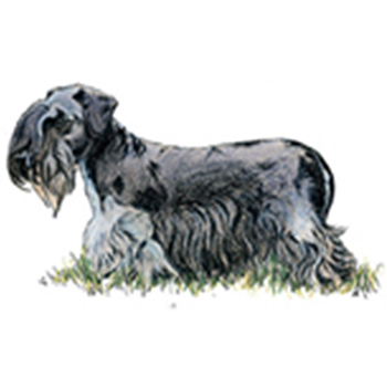 Cesky Terrier - Click Image to Close